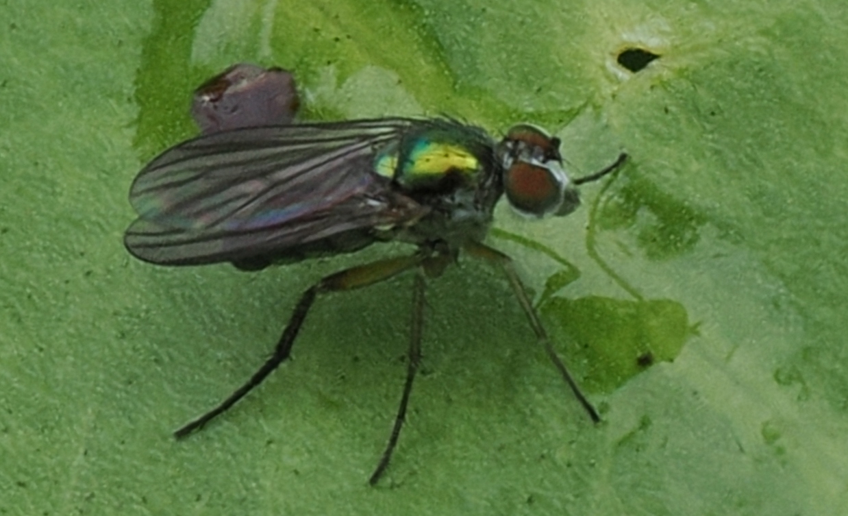 Dolichopodidae indet.
